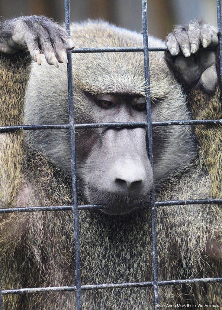 Baboon-At-Zoo.jpg