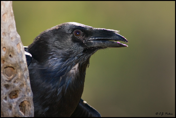 AZ_ChihuahuanRaven04.jpg