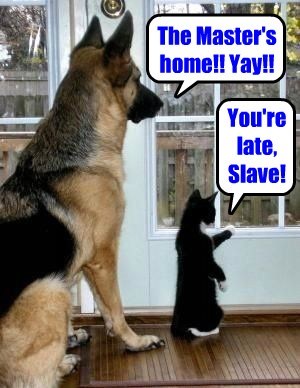 dog-cat.jpg