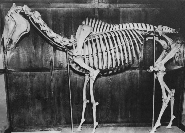 Traveller-Skeleton.jpg