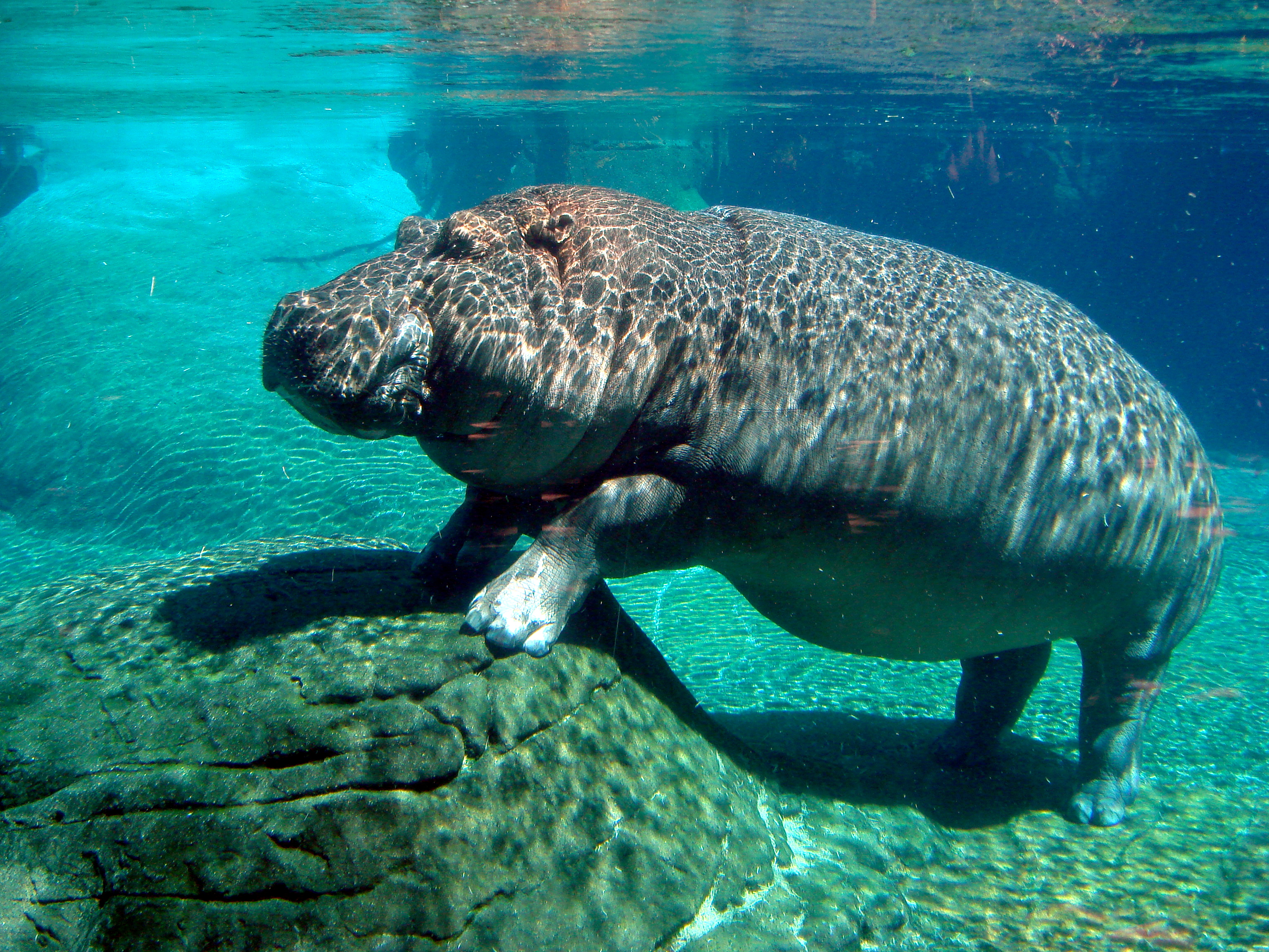 Hippopotamus_in_San_Diego_Zoo.jpg