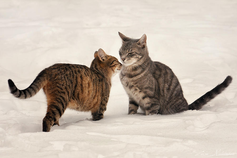 winter_love_by_zoranphoto-d75qkvs.jpg