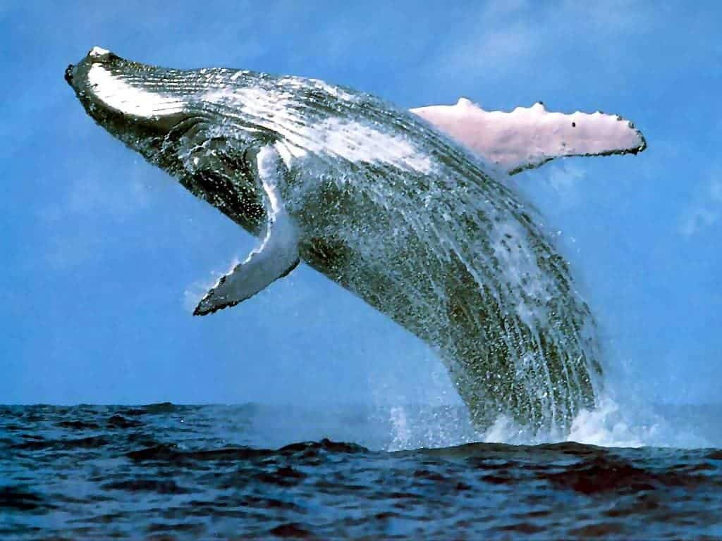 humpback_whale.jpg