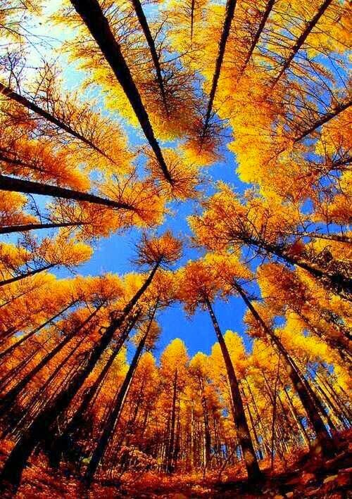 leaves.jpg