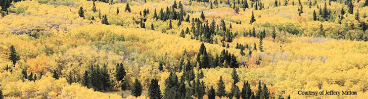 mitton_banner_ksm.jpg