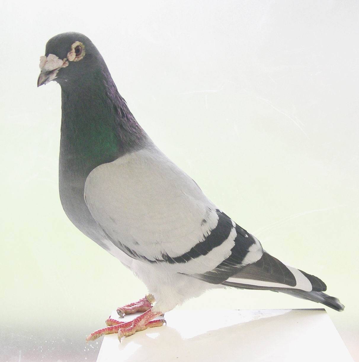 Homing-Pigeon-Picture.JPG