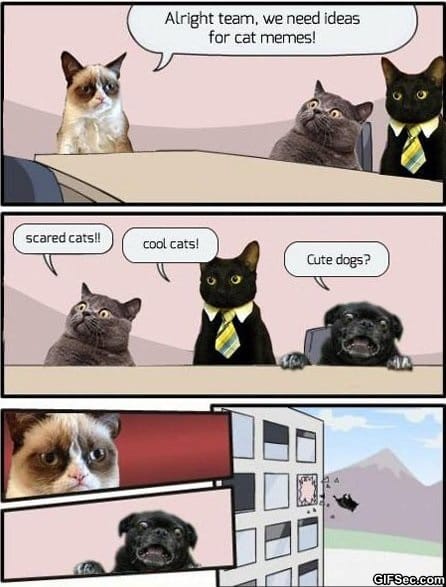 LOL-Cat-MEMES.jpg
