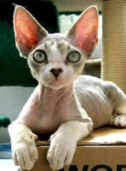 devon-rex-2.jpg