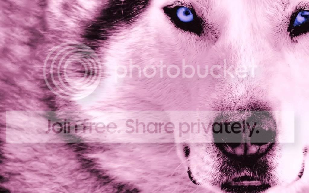 Mystic_Wolf_1280x8001.jpg