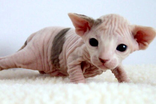 2_week-old_Female_Sphynx_%28Suki%29.jpg