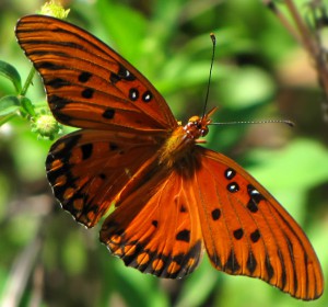 gulf_fritillary_tom-300x280.jpg