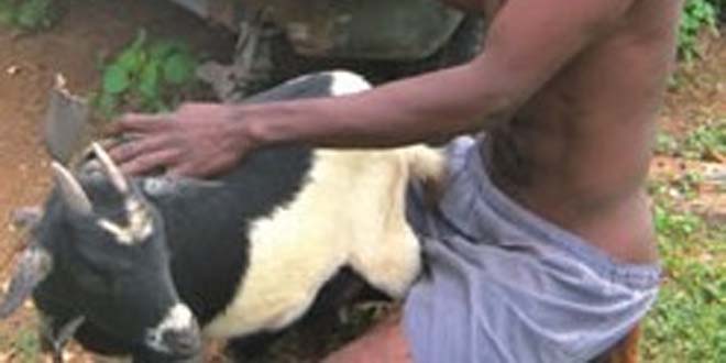 sex-with-goat.jpg