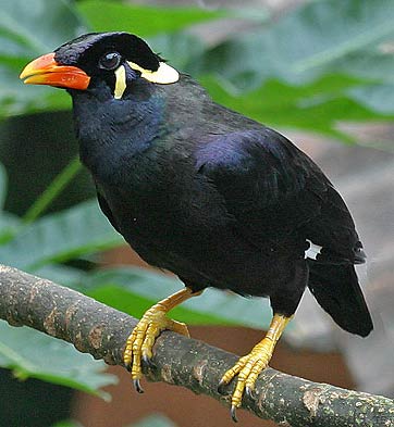 common-hill-myna.jpg