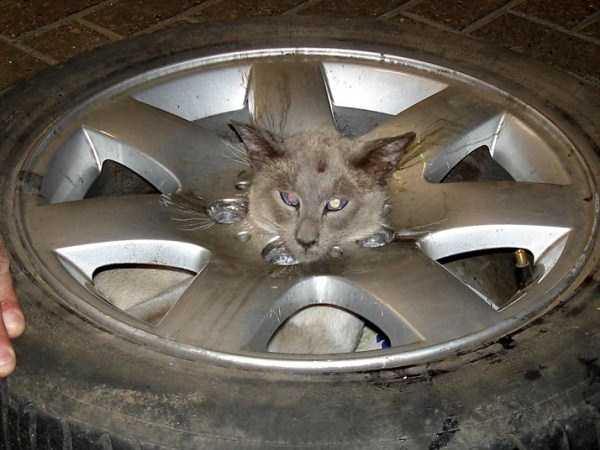animals-stuck-in-things-and-places-9.jpg