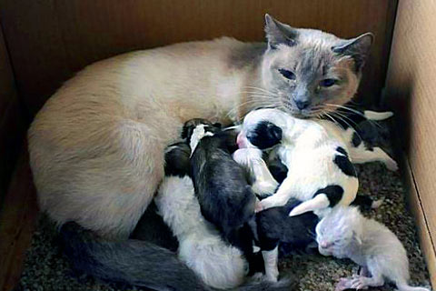 funny-cats_108.jpg