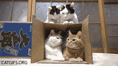 WKlr9AS.gif