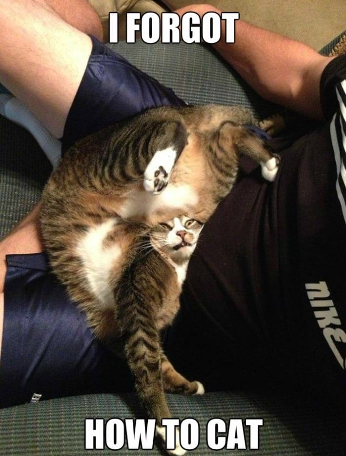 -This-Cat-MEME-2014.jpg