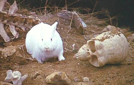 Killer_rabbit.JPG