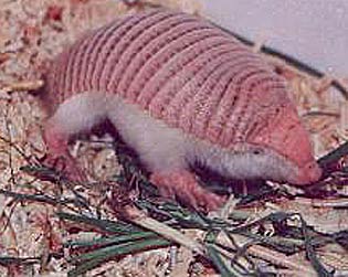little-pink-armadillo.jpg