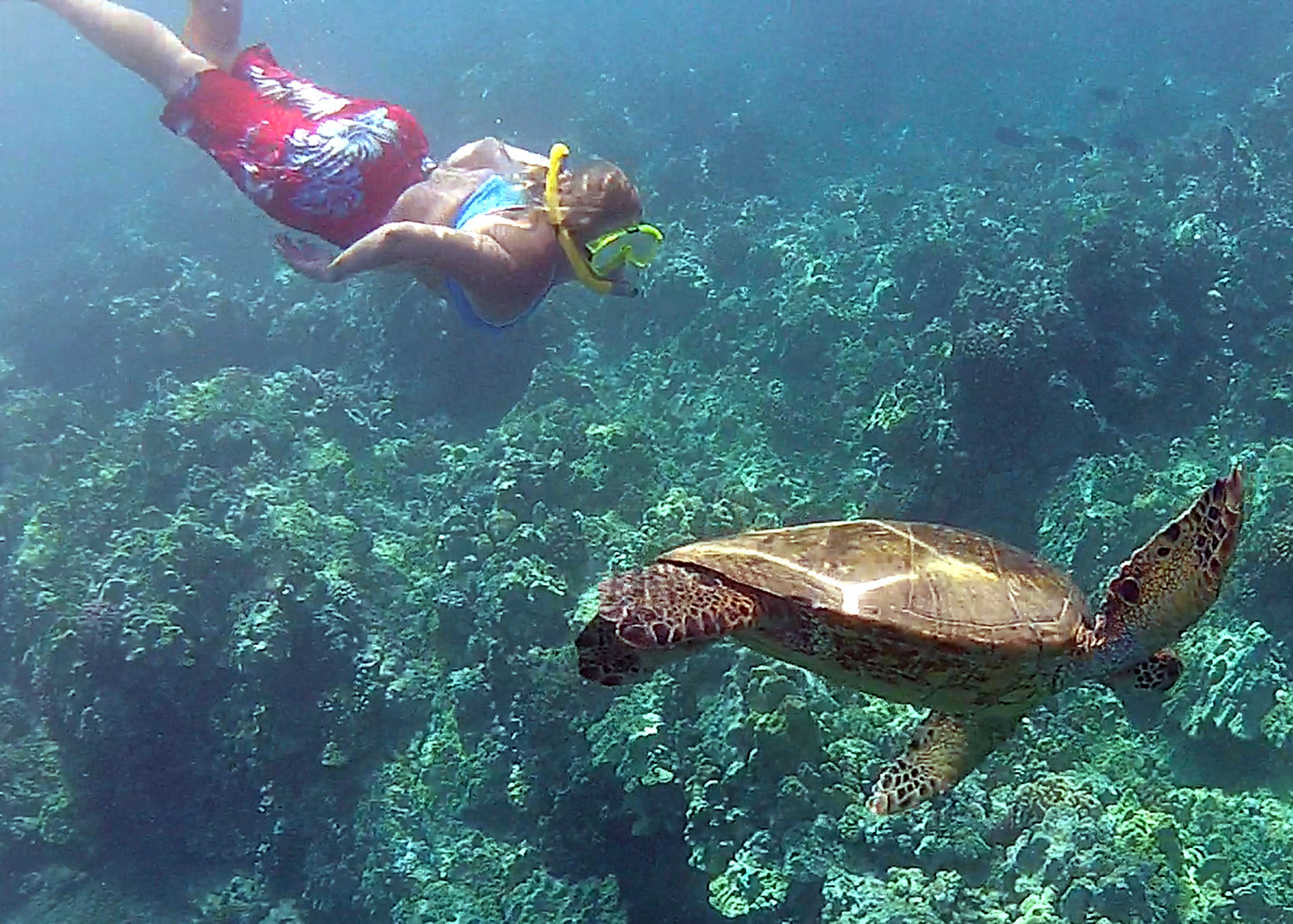 Maui-Snorkeling.jpg