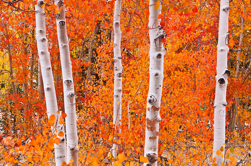 938480da-Sierra-Aspen.jpg