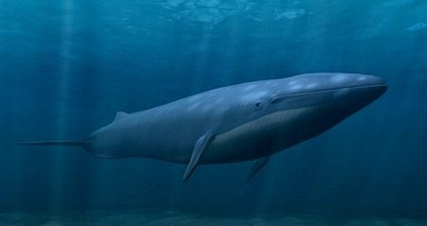 blue-whale.jpg