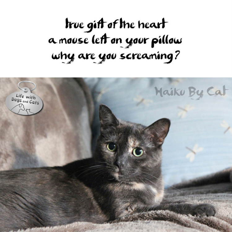 Caturday-Haiku-cat.jpg