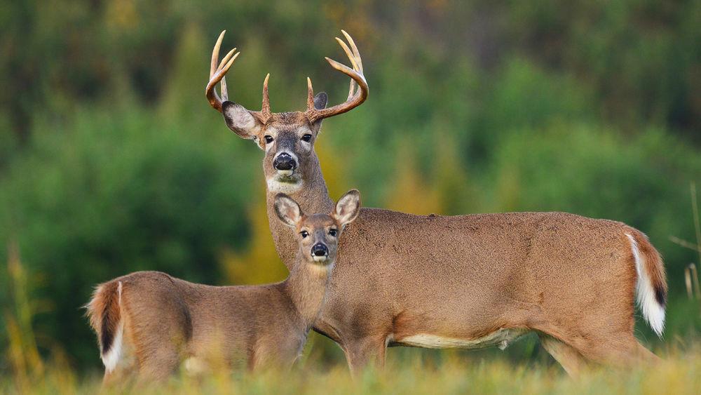 woodandbrook-hunting.jpg