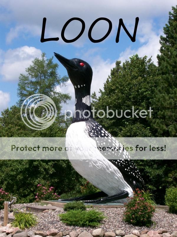 Loon_zps1d05ee0a.jpg