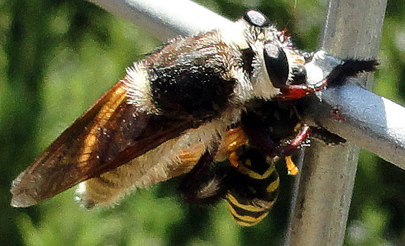 mallophora_fautrix_eats_wasp_anna_2.jpg