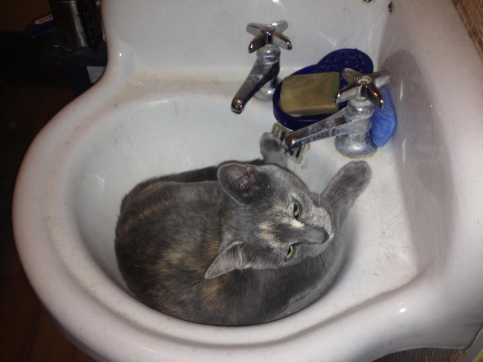 cat_sink.jpg