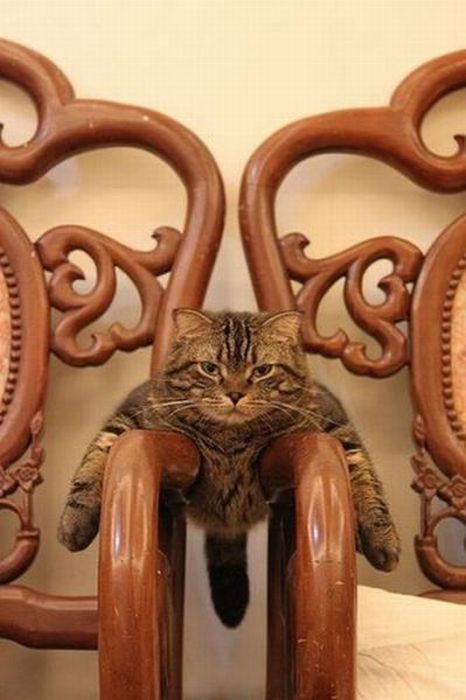 cat-on-chairs.jpg