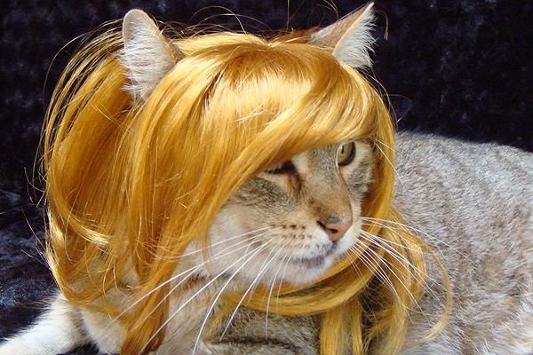 Blonde_Cat.jpg