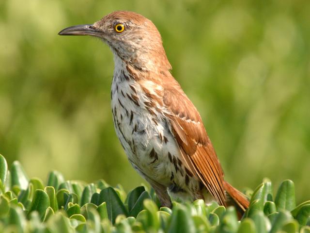 Brown-Thrasher.jpg