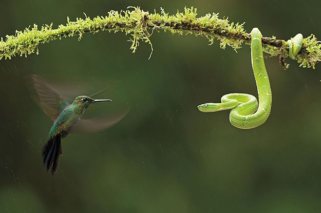 Award-Winning-Nature-Photography-3.jpg