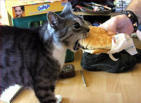 funny-cat-eating-cheese-burger-open-mouth.jpg