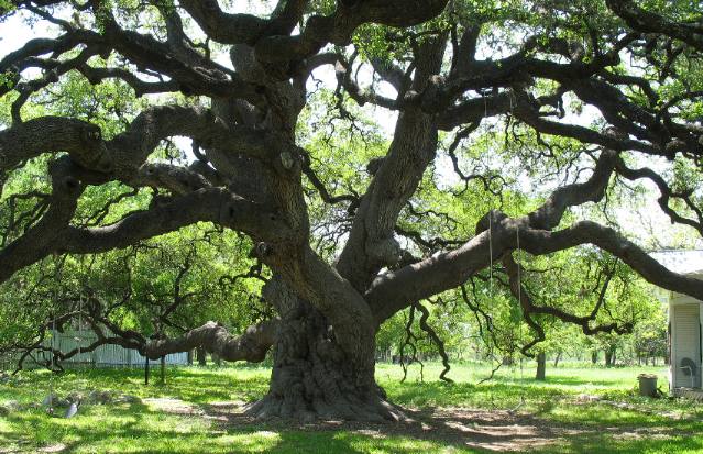 oak_1118.JPG