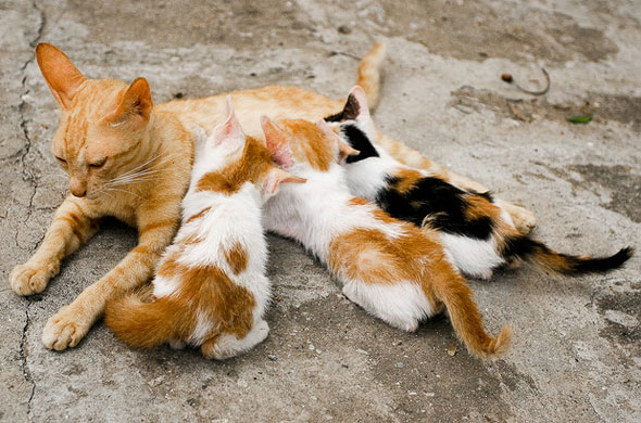mother-cat-and-kittens.jpg