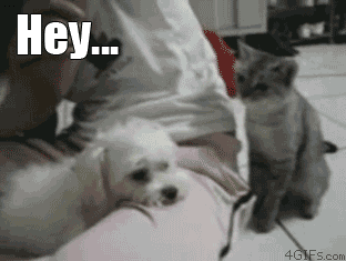 Funny-Cat-Dog-Animated-Gif.gif
