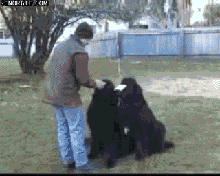 funny-gif-worst-dog-trick-ever.gif