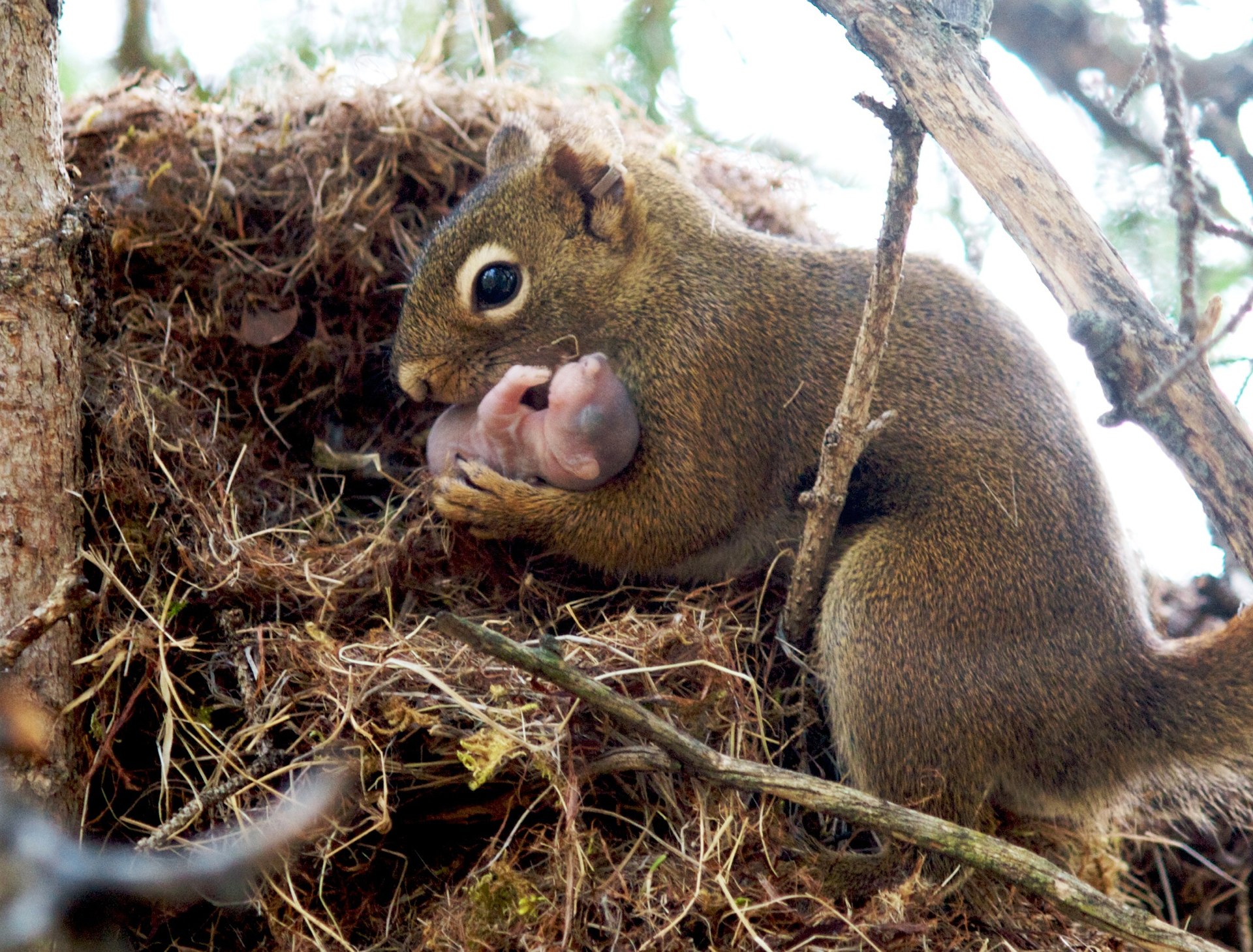 fig-1-gorrell-red-squirrel.jpg
