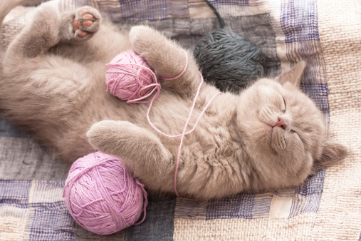 sleeping-kitten-yarn.jpg