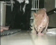 G2LH91u.gif