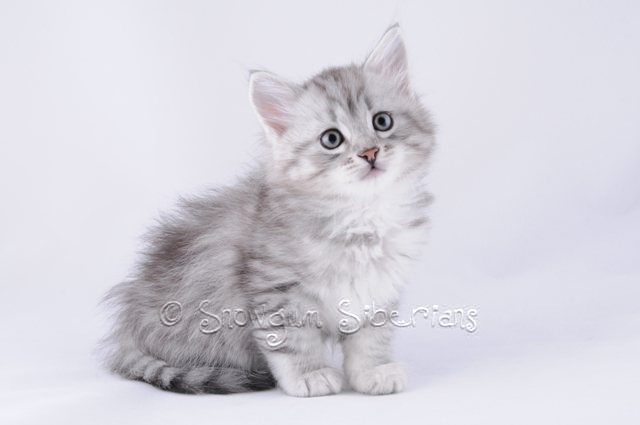 SilverShadedSiberianKitten2.jpg