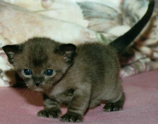 burmese+2.jpg