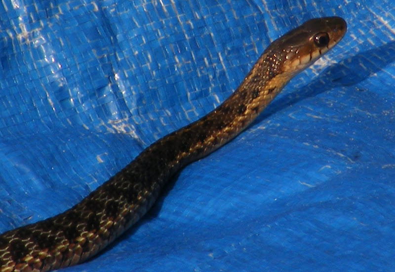 DSCF1353.JPG