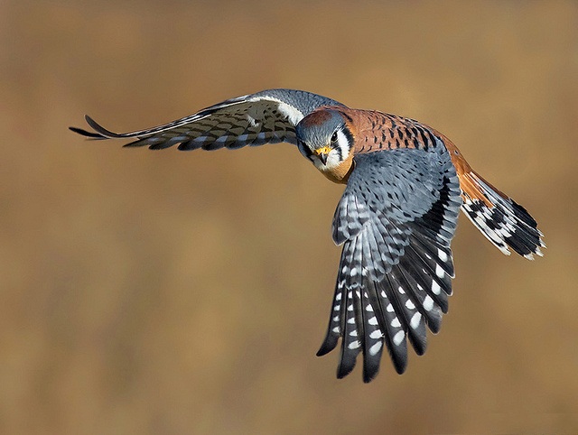 American-Kestrel-in-Flight.jpg