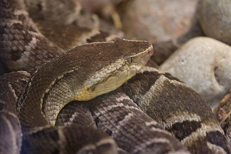 Snake-venom-may-stop-bleeding-in-surgeries-for-patients-on-blood-thinners.jpg
