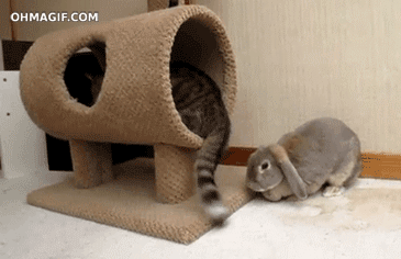 CFZVNit.gif