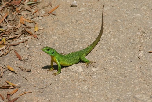 green-lizard1.jpg%3Fw%3D500%26h%3D334